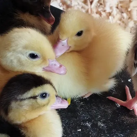 Sonnenhang Wuernitz Apartment